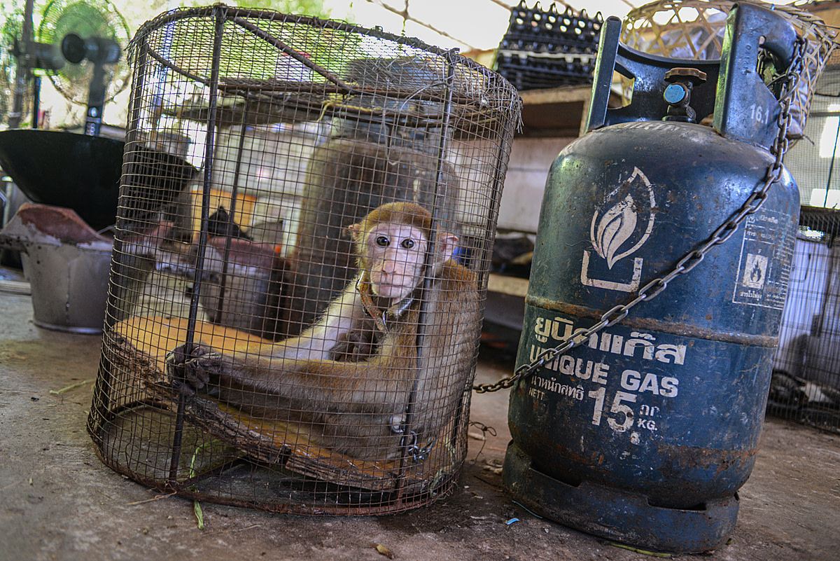 A rhesus macaque is chained ready for consumption by customers at the Kings Roman Casino, Thong Pheung, Bokeo Province. Laos, 2021. Adam Oswell / We Animals Media