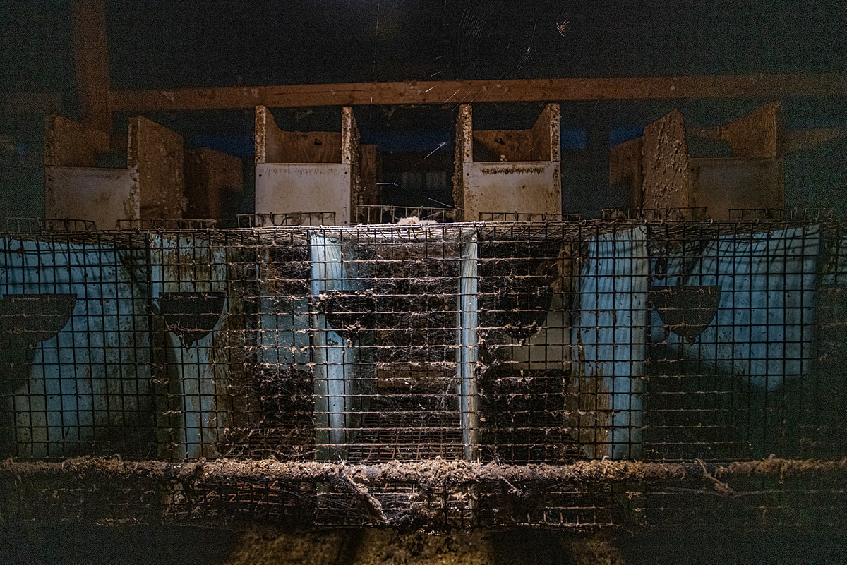 Small mink cages covered in a buildup of cobwebs, dirt, and dust at a fur farm in Quebec, Canada.