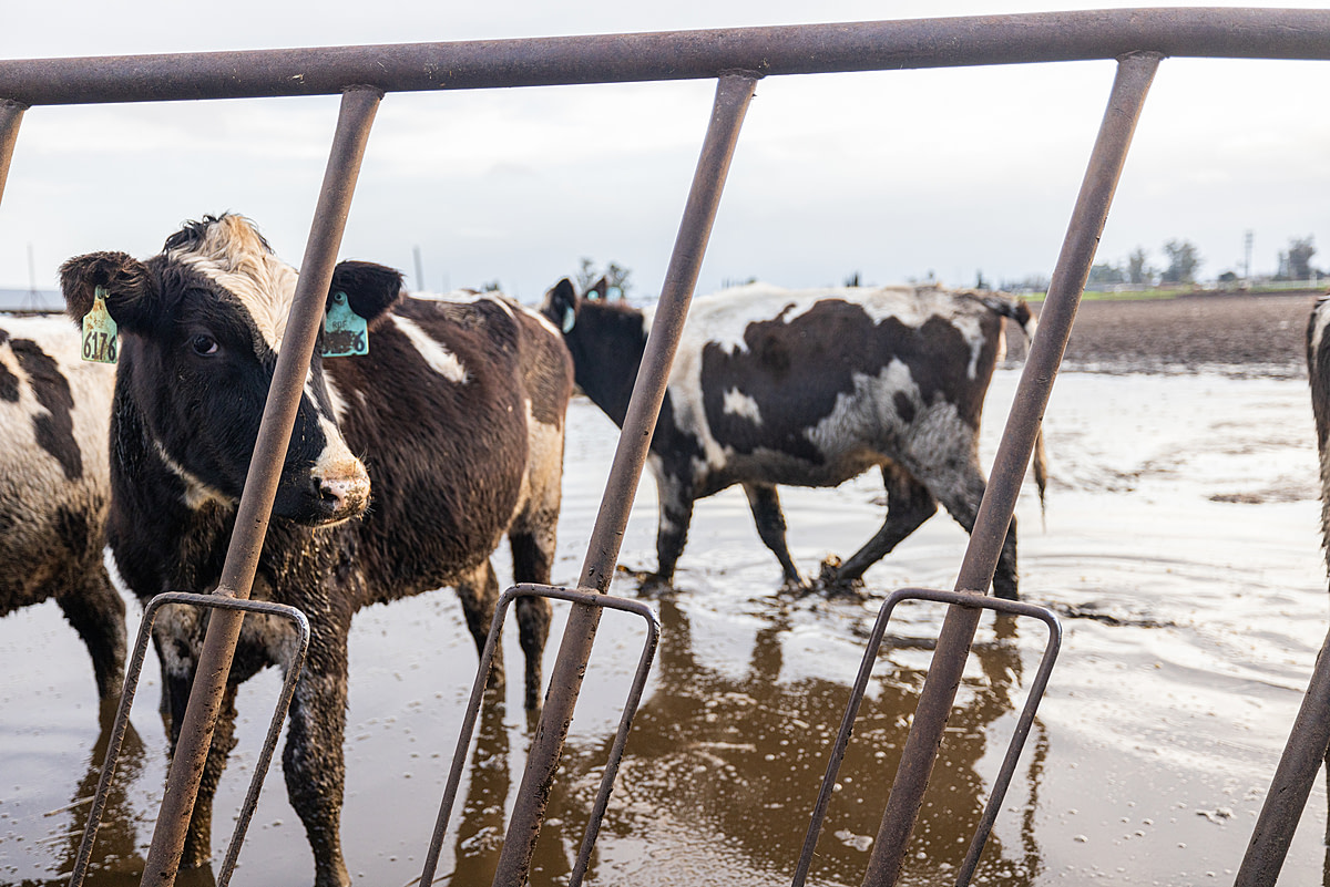 Dairy cows wade through muddy water to reach their feeding troughs following devastating flooding in Merced County due to a series of atmospheric rivers that battered the state of California starting in late December 2022. Atwater, California, USA, January 14, 2023. Nikki Ritcher / We Animals Media