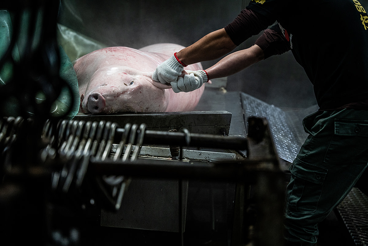 A worker grasps the body of a dead pig by the ears at a slaughterhouse in Taiwan. After each pig is killed, workers push them into hot water, and then their bodies are hung up by their forelegs. Taiwan, 2022. Ron Chiang / We Animals Media