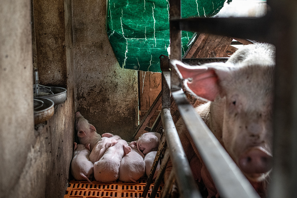 Piglets sleep huddled together in a heap at the back of a pen on a large industrial farm. Nearby, their mother gazes into the camera from inside a farrowing crate. Sub-Saharan Africa, 2022. Jo-Anne McArthur / We Animals Media
