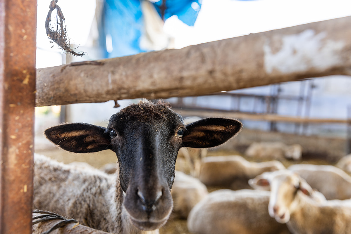 A curious sheep for sale at an animal market looks into the camera from inside a holding pen on the first day of the Eid al-Adha "Feast of the Sacrifice" in Turkiye. Buyers come to such markets to purchase an animal for slaughter so they may observe this Islamic religious tradition. Türkiye, 2022. Deniz Tapkan Cengiz / We Animals Media