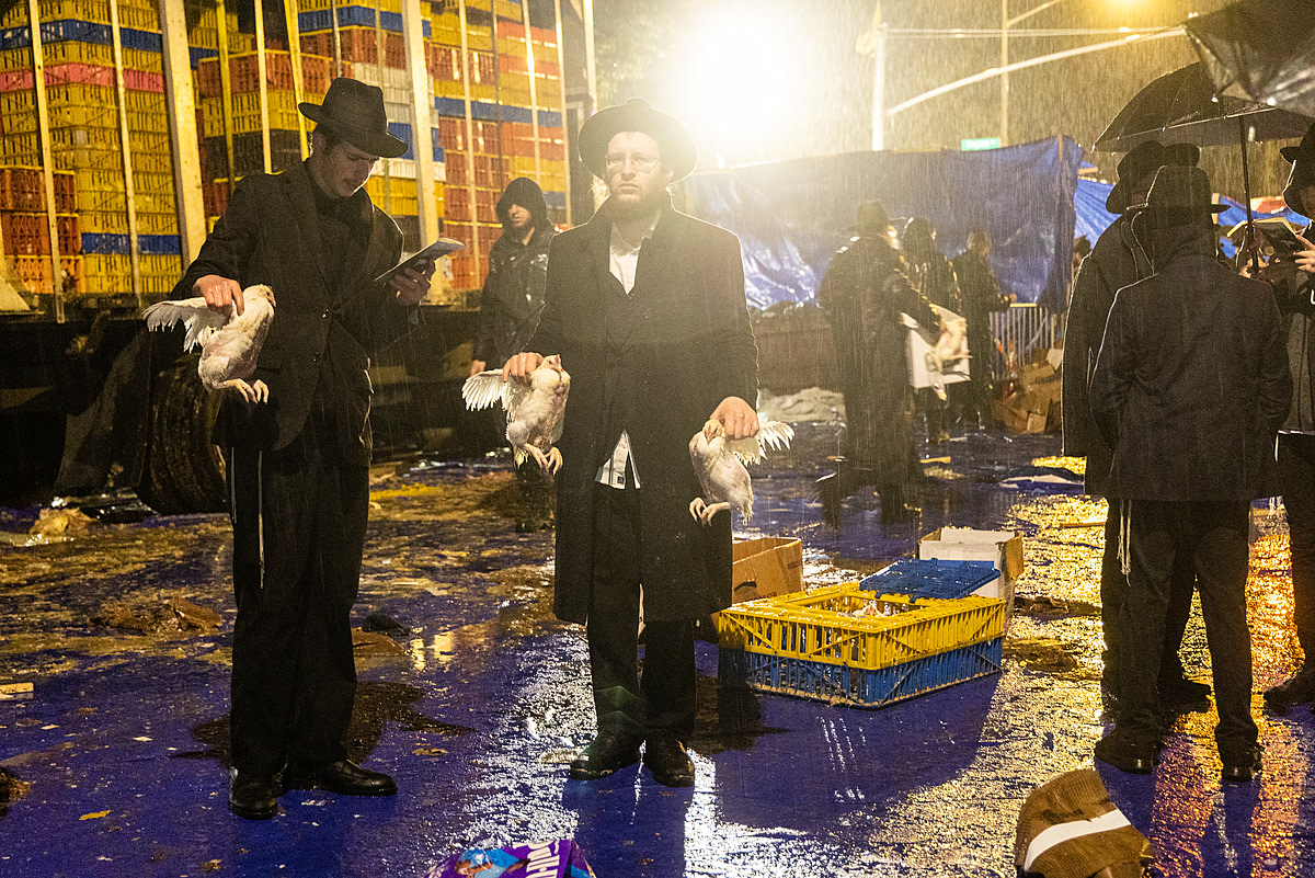 Two Hasidic Jewish men hold chickens and prepare to perform Kaporos. Kaporos is a religious ritual of atonement where a practitioner swings a chicken by the wings over their head as they recite the prayer. Participants believe this transfers their sins to the chicken, and afterward, the chicken is sent to slaughter. Transport trucks filled with empty crates stand parked and ready to take back unused chickens to factory farms, which is where the chickens used in the rituals originate from. Atop the pavement, rain has deteriorated cardboard boxes which lie on the ground mixed with chicken feces and other debris, upon which the people stand and walk about. Crown Heights, Brooklyn, New York, USA, 2022. Molly Condit / We Animals Media