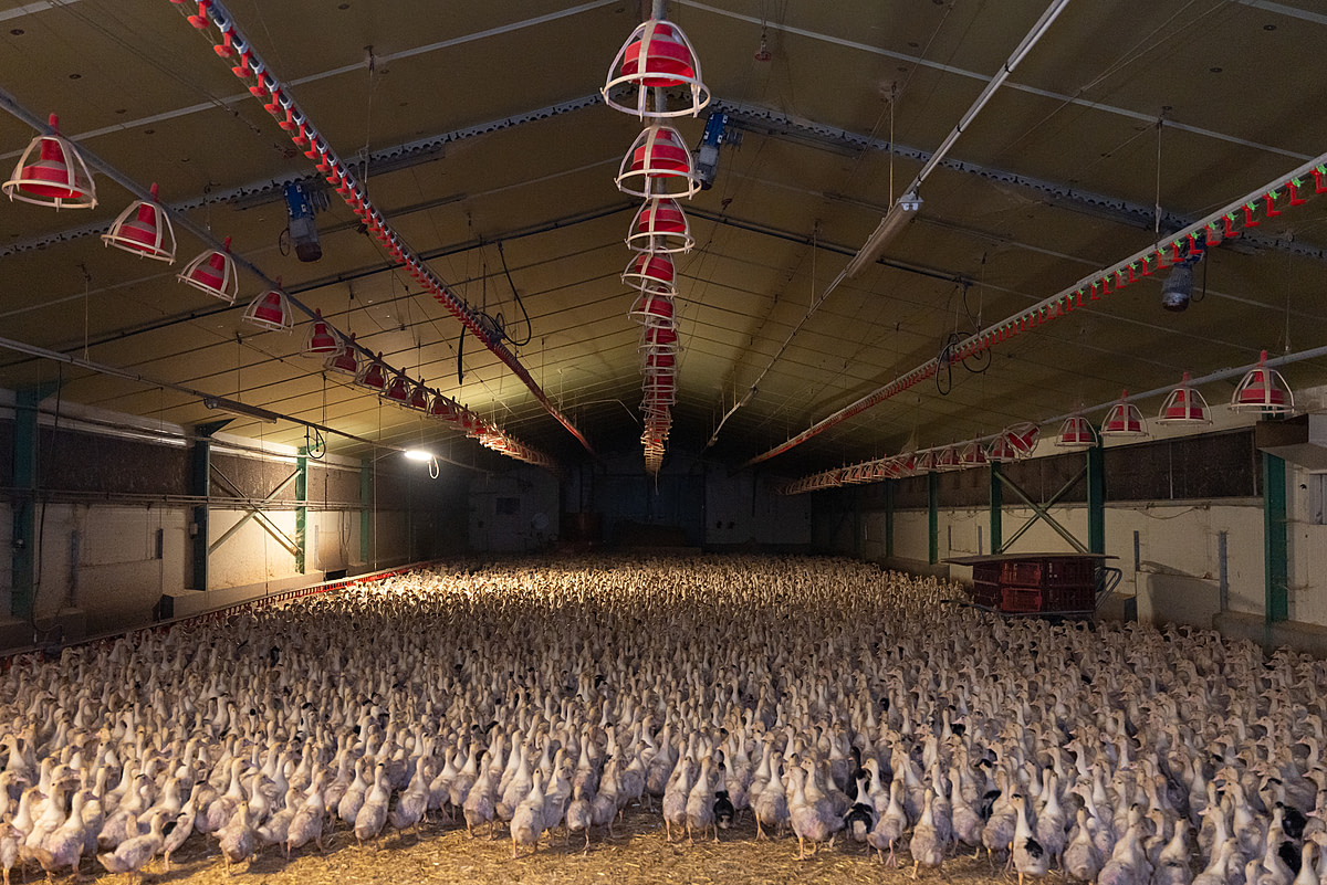 Thousands of ducklings raised for foie gras production live on the floor of a dark and massive barn. Undisclosed location, Louer, France, 2023. Pierre Parcoeur / We Animals Media