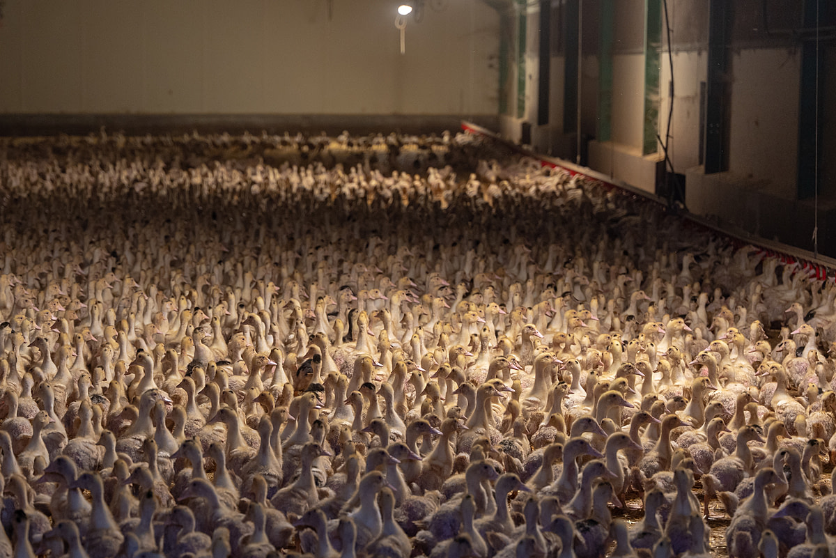 Countless ducklings raised for foie gras production live on the floor of a crowded, massive barn. Undisclosed location, Louer, France, 2023. Pierre Parcoeur / We Animals Media