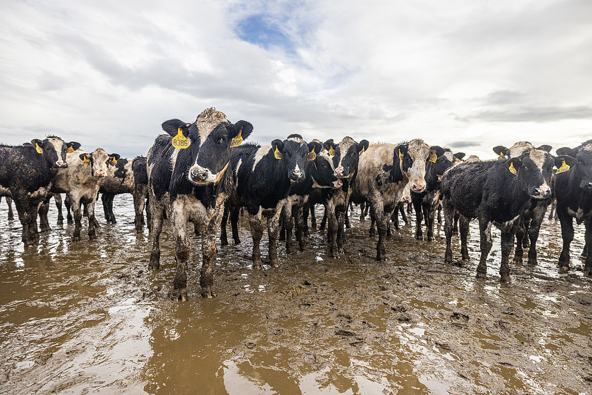 Wet and muddy dairy cows stand in receding flood waters after a series of eight atmospheric rivers battered the state of California since late December 2022. Elk Grove, California, USA, January 13, 2023. Nikki Ritcher / We Animals Media