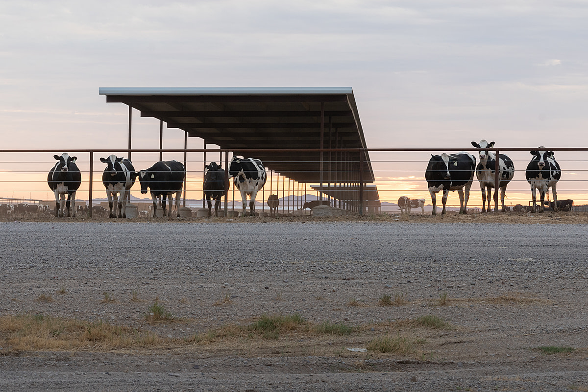 Curious dairy cows visible from the roadside make eye contact from inside their enclosure at a large-scale dairy farm in the desert. As of January 2023, this state's roughly 80 dairy farms use approximately 195,000 cows for their milk. Paloma Dairy, Gila Bend, Arizona, USA, 2023. Ram Daya / We Animals Media