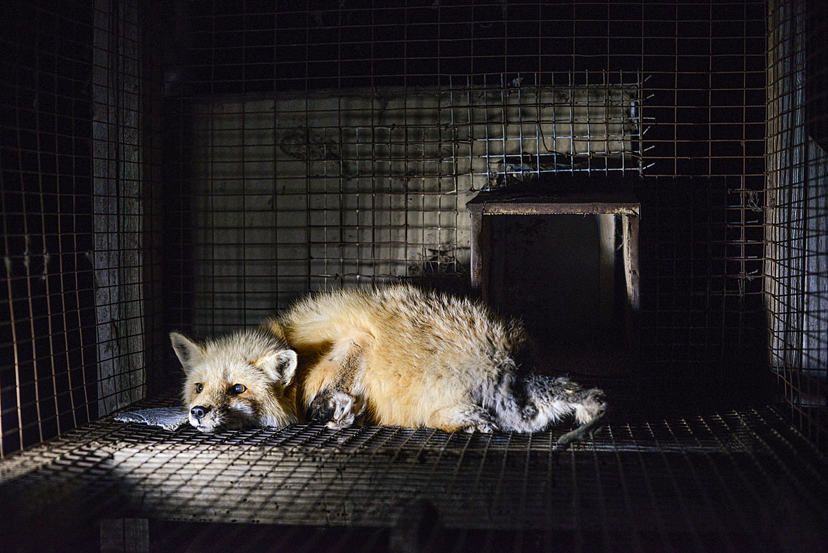 A fox in a fur farm, who has chewed off her tail and a leg. Canada, 2014. Jo-Anne McArthur / #MakeFurHistory / We Animals Media