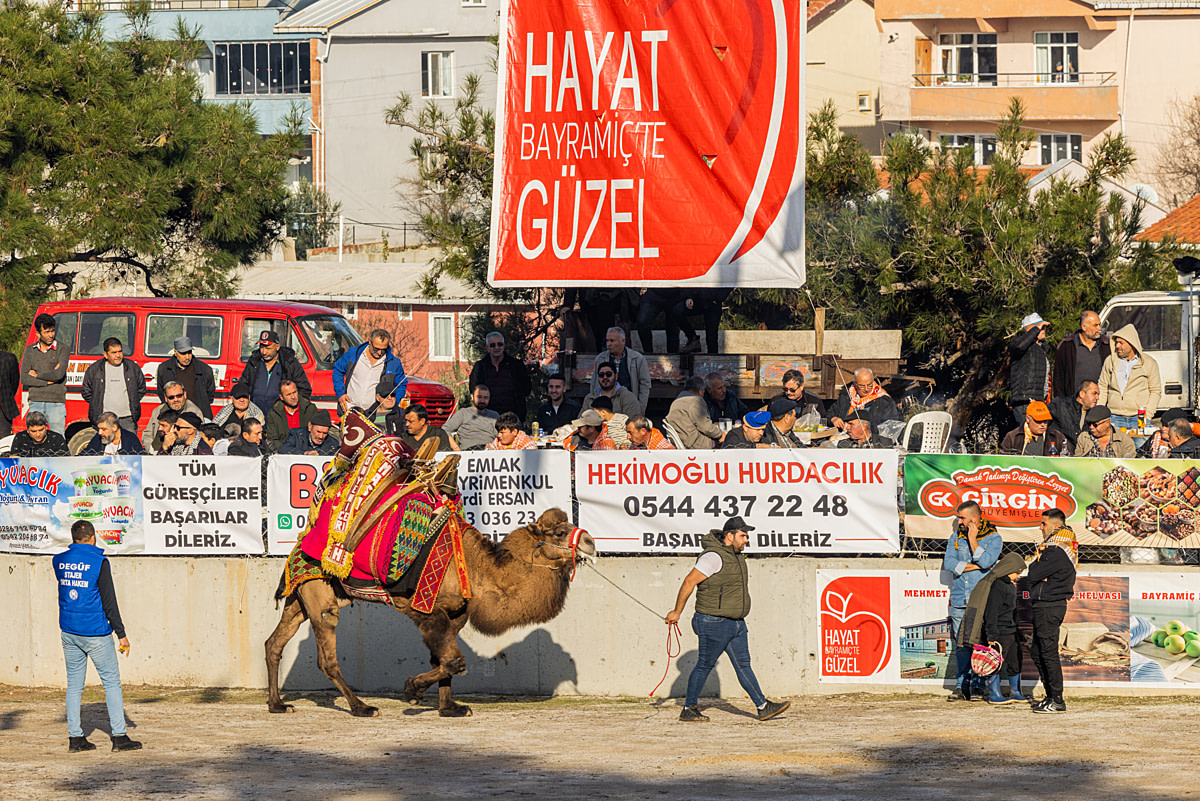 A bull camel wearing colourful, patterned and beaded fabrics indicating his name and a "havut" (packsaddle) is led into a competition ring at a camel wrestling event. The camel's attire is created especially for the wrestling competition. Canakkale Province, Turkiye, 2023. Jane Mar / We Animals Media
