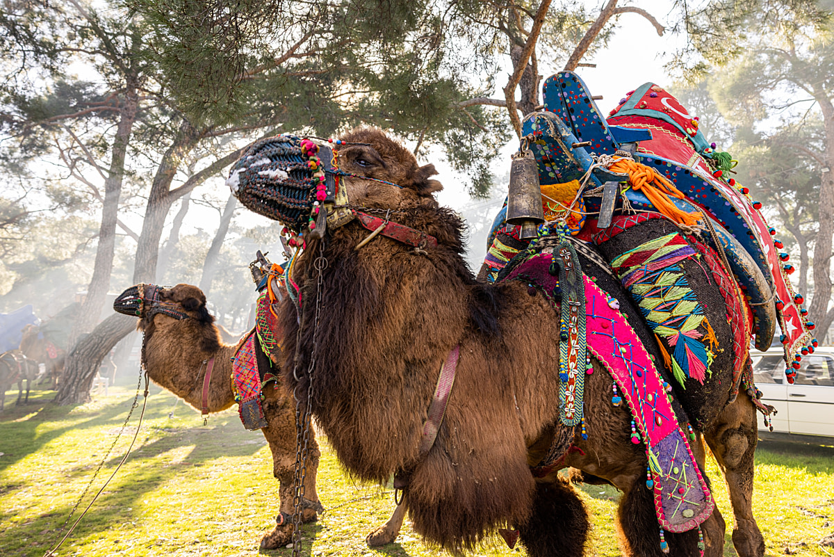 A muzzled bull camel stands chained and hobbled by his feet in a holding area at a camel wrestling festival. Even while waiting to compete, the camels continue wearing the colourful, patterned, beaded competition fabrics that feature his name and are specially created for the event. Canakkale Province, Turkiye, 2023. Jane Mar / We Animals Media