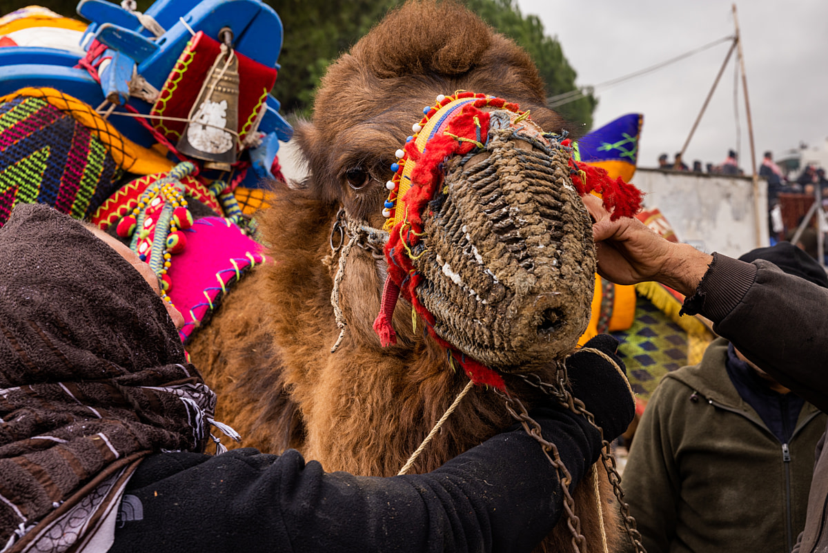 A bull camel used for camel wrestling at a festival stares into the camera as he is surrounded by men who muzzle him after a fight. Special handlers are assigned to muzzle the camels once a match is finished. Canakkale Province, Turkiye, 2023. Jane Mar / We Animals Media