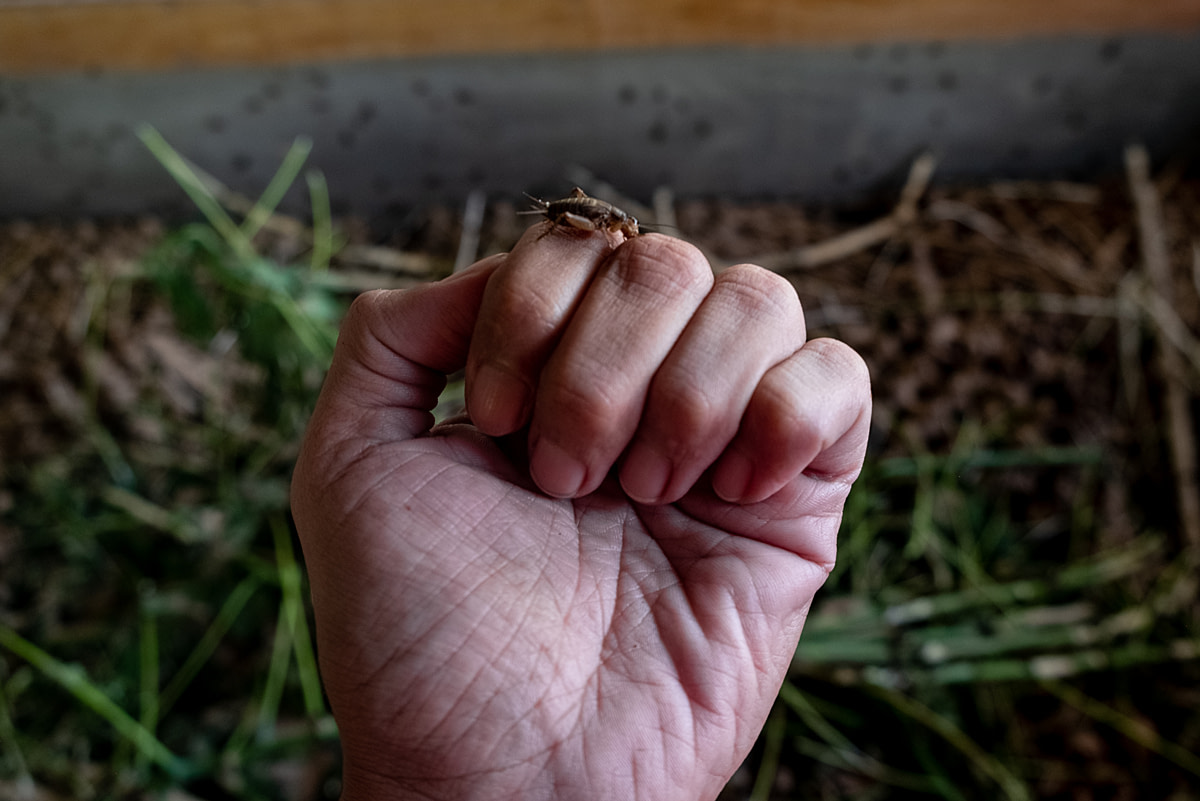 A single medium-sized cricket sits on the knuckles of a cricket farmer's hand, who displays the animal to the camera. Local cricket farmers harvest up to 300 kilograms of the animals monthly, selling them to cricket snack makers and customers in other regions. Wonosari, Gunung Kidul Regency, Yogyakarta, Indonesia, 2024. Resha Juhari / We Animals Media