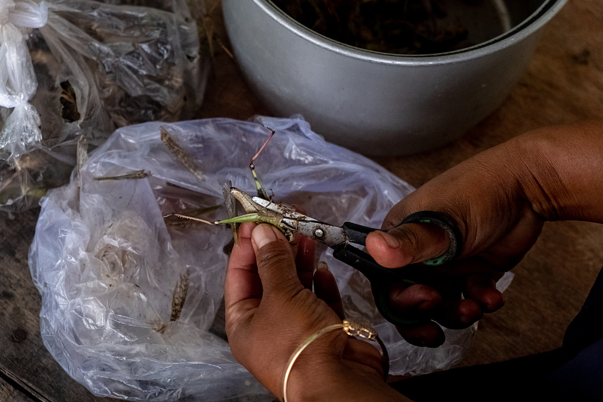 A wild grasshopper's abdomen is cut open with scissors by a roadside fried grasshopper seller who is preparing grasshoppers for cooking. The sellers set up along the town's main road, aiming to sell to visiting tourists. Wonosari, Gunung Kidul Regency, Yogyakarta, Indonesia, 2024. Resha Juhari / We Animals Media
