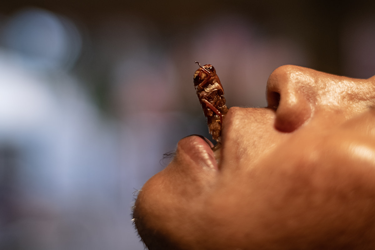 A local man tips his head back as he consumes a fried wild-caught grasshopper. Area residents believe the animals are pests that can provide a high source of protein. Wonosari, Gunung Kidul Regency, Yogyakarta, Indonesia, 2024. Resha Juhari / We Animals Media