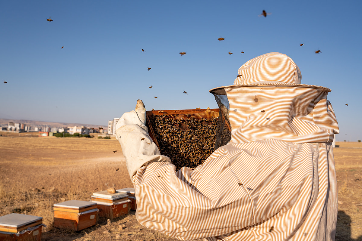 Bees buzz around a beekeeper who has removed a beehive frame to control the hive honey production. Honey fills the frame's honeycomb cells, and worker bees continue their activity despite the frame's removal. Batman, Batman Province, Southeastern Anatolia Region, Turkiye, 2023. Havva Zorlu / We Animals Media