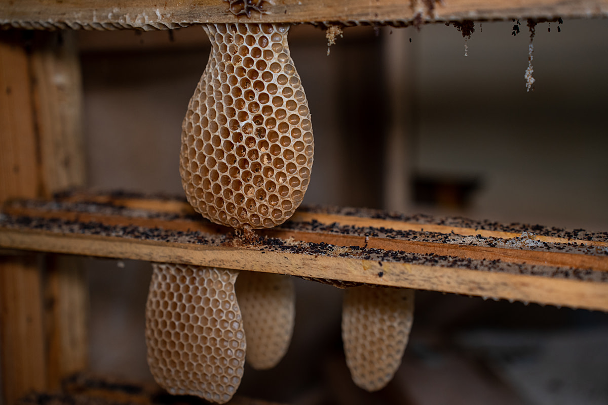 Beekeeping and Honey Production in Türkiye