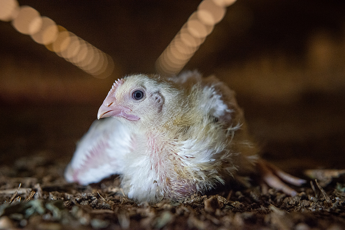 An injured broiler chicken in an industrial barn. Denmark, 2017. Jo-Anne McArthur / We Animals Media