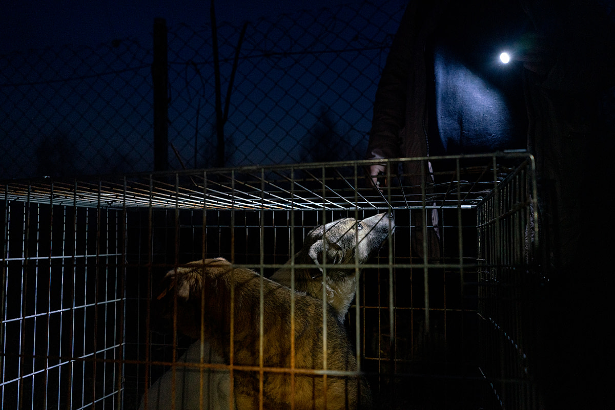 Dogs in a crate at Dim Sirka animal shelter, wait to be transported to the Fundacja Centaurus aid camp in Medyca, Poland. Poland, 2022. Thomas Machowicz / We Animals Media