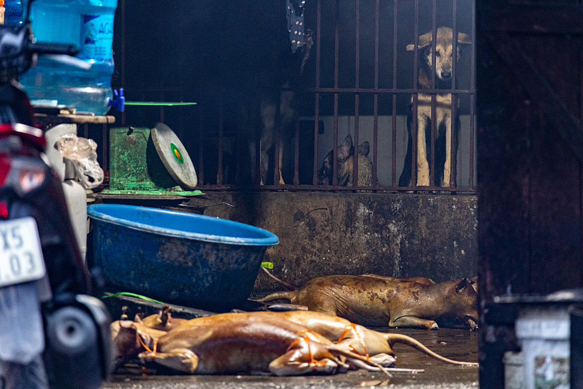 A caged dog stares down at the hairless, gutted and cleaned bodies of slaughtered dogs lying on wet pavement at a slaughterhouse in the Hoai Duc district of Hanoi, Vietnam. Live dogs are held here with a full view of the cleaning process. Vietnam, 2022.Aaron Gekoski / Asia for Animals Coalition / We Animals Media