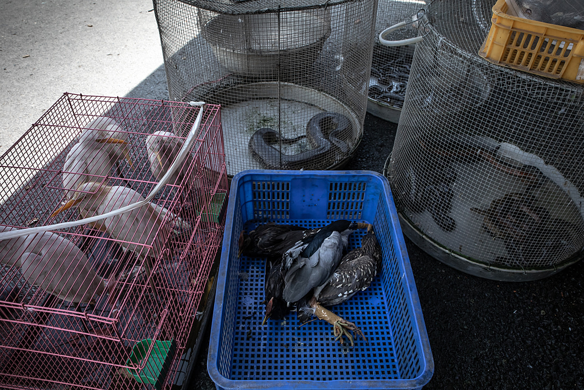 Storks, ducks, and snakes, both alive and dead, are displayed at the Thanh Hoa Bird Market, which is an exotic animal market in Vietnam. This market has many species of animals for sale. Vietnam, 2022. Aaron Gekoski / Asia for Animals Coalition / We Animals Media