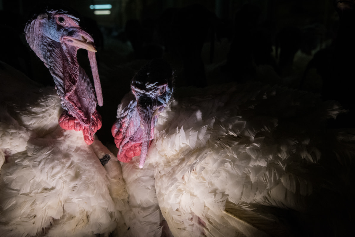 Turkeys the day before slaughtering. Italy, 2016. Stefano Belacchi