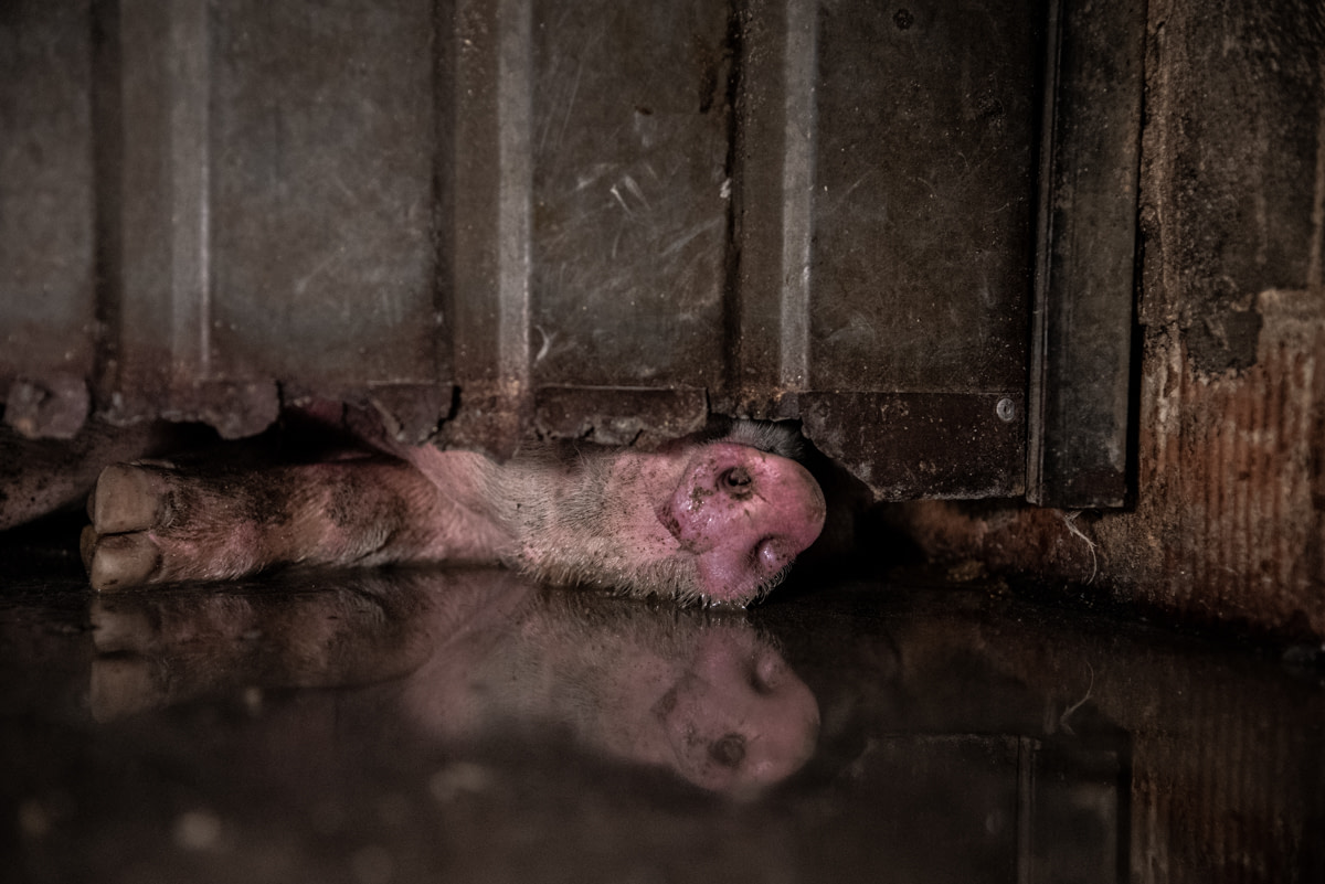 An injured pig lays on the wet floor sniffing under a rusty iron door.