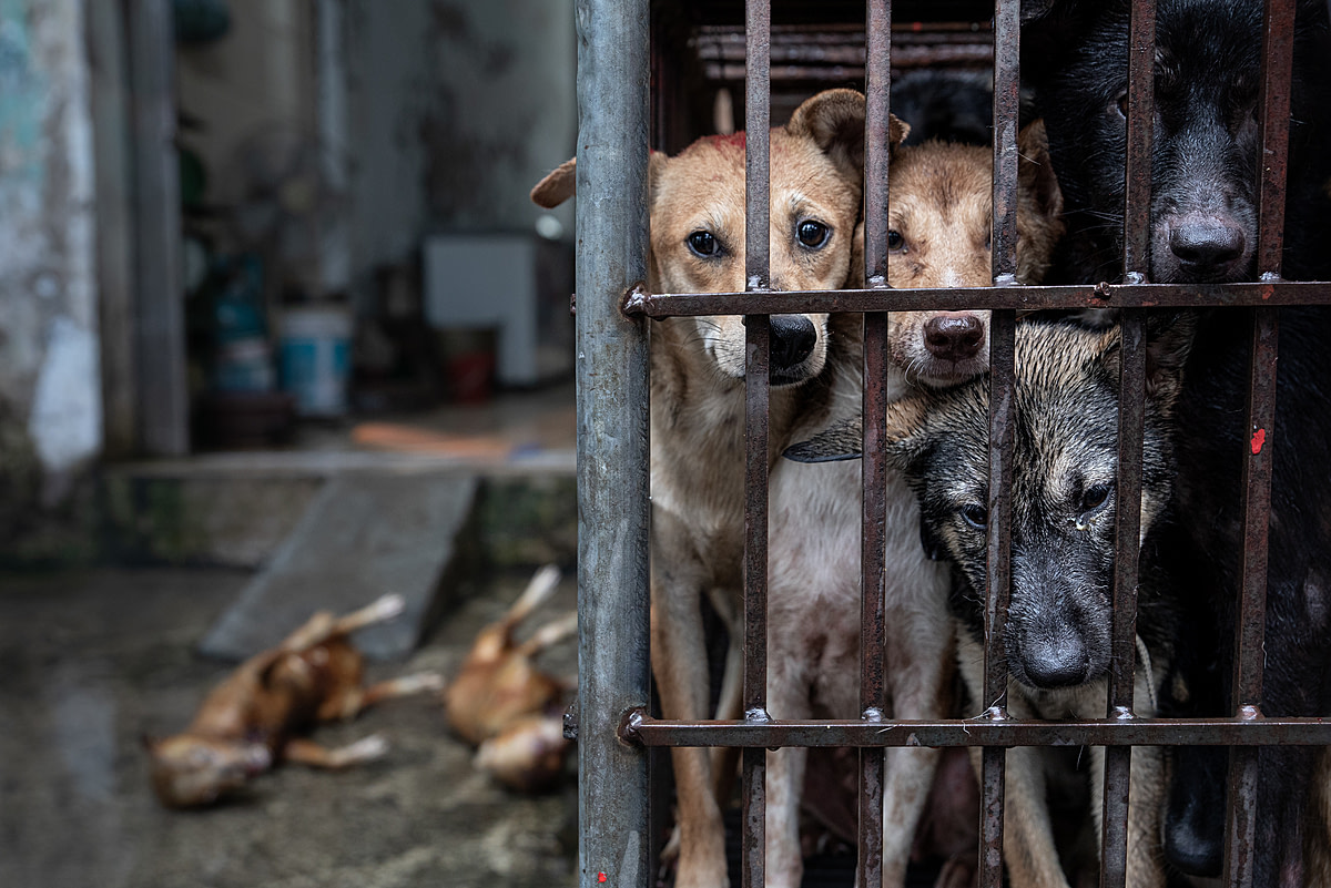 Dogs slated to be killed for their meat stare into the camera from within a small and crowded cage at a slaughterhouse on Huu Hung Street in Hanoi, Vietnam. From within the cage, these dogs have a full view of the other individuals slaughtered before them. Behind this cage lie the charred bodies of two recently killed dogs.