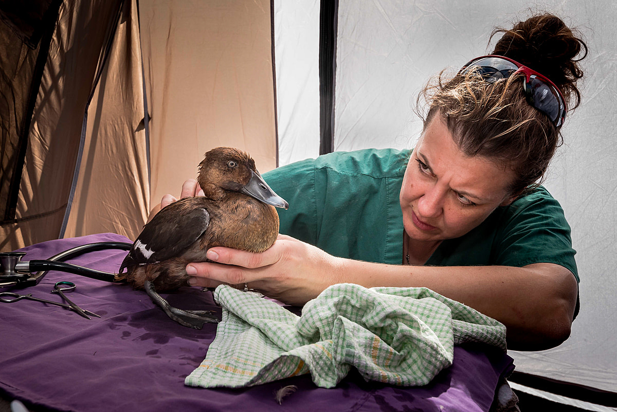 Veterinarian (Natasha Bassett) examines a female Hardhead duck (Aythya australis) for shotgun wounds in a triage tent that was set up on the banks of a lake during the opening of duck hunting season in Victoria, Australia. These birds, whilst widely distributed through Australia, were noted at the time as vulnerable on the most recent Advisory List of Threatened Vertebrate Fauna in Victoria (2013), however were also listed as legal to hunt in Victoria by the Game Management Authority. Australia, 2017. Doug Gimesy / We Animals Media