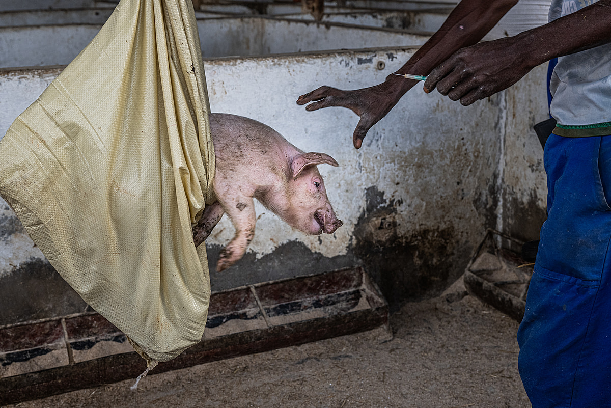 A young piglet sits in a sack on an intensive pig farm to be weighed and vaccinated before being moved to a pen. Sub-Saharan Africa, 2022. Jo-Anne McArthur / We Animals Media