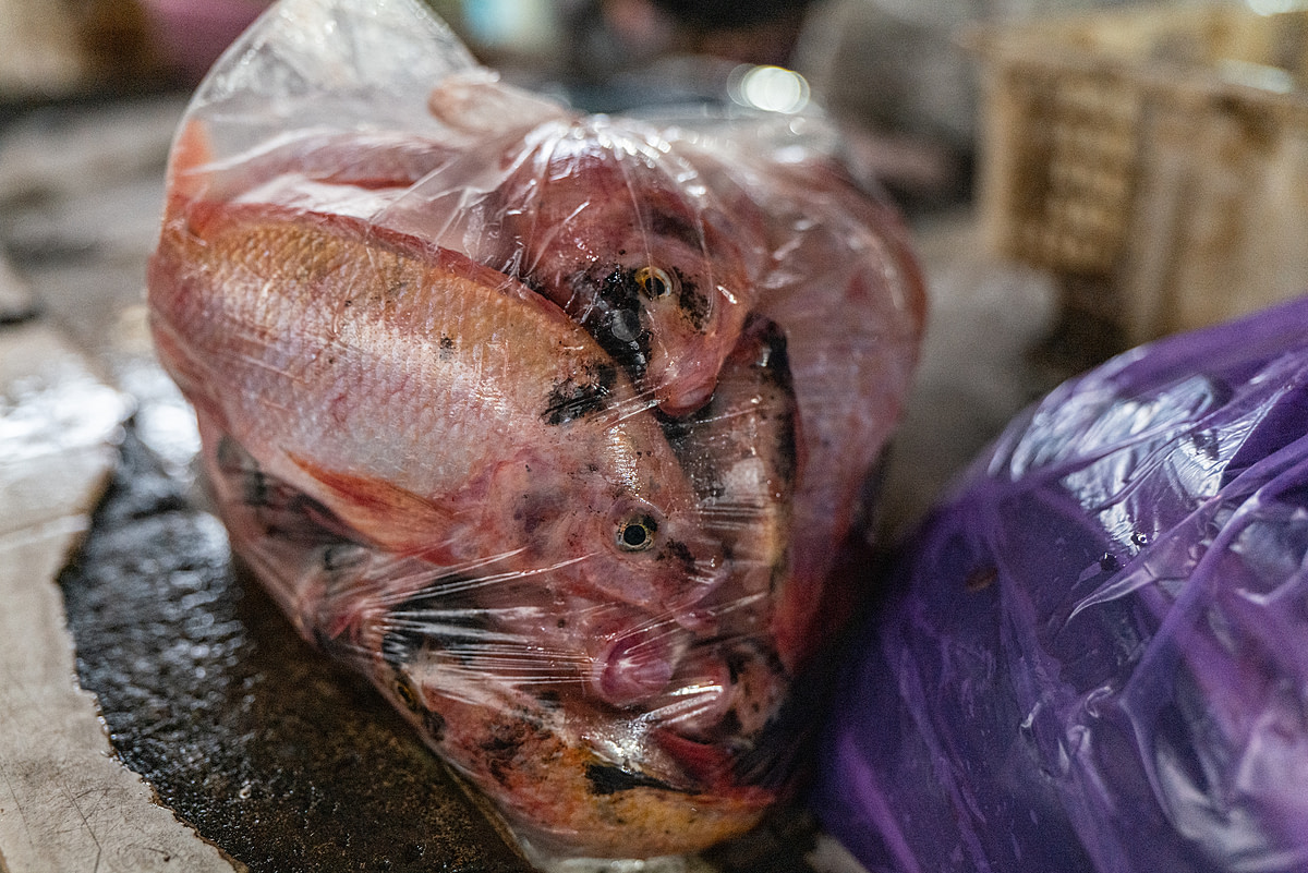 Dead and dying tilapia, packed into a transparent plastic bag for a customer at a fish market. Indonesia 2021. Lilly Agustina / Act For Farmed Animals / We Animals Media