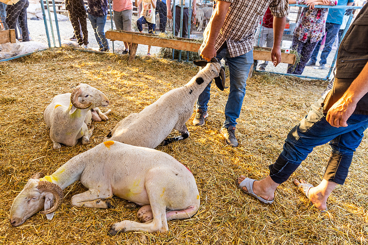 A man drags a sheep along the ground by their horns to remove them from a pen at an animal market before the Eid al-Adha "Feast of the Sacrifice" celebrations in Turkiye. Buyers come to these markets to choose an animal to slaughter for this traditional Islamic holiday. The animals are tied up and forced into cars to transport them from the markets. Türkiye, 2022. Deniz Tapkan Cengiz / We Animals Media