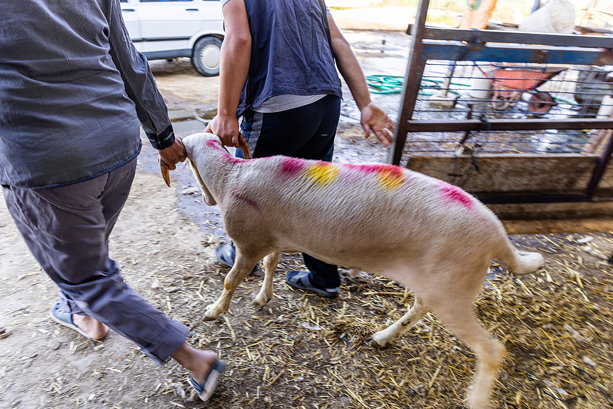 A sheep is pulled from a pen by their horns at an animal market in Turkiye. Buyers come to these markets to choose an animal to slaughter in preparation for the "Feast of the Sacrifice" component of Eid al-Adha, a traditional Islamic holiday. After purchase, the animals are tied up and forced into cars to transport them away for slaughter. Türkiye, 2022. Deniz Tapkan Cengiz / We Animals Media