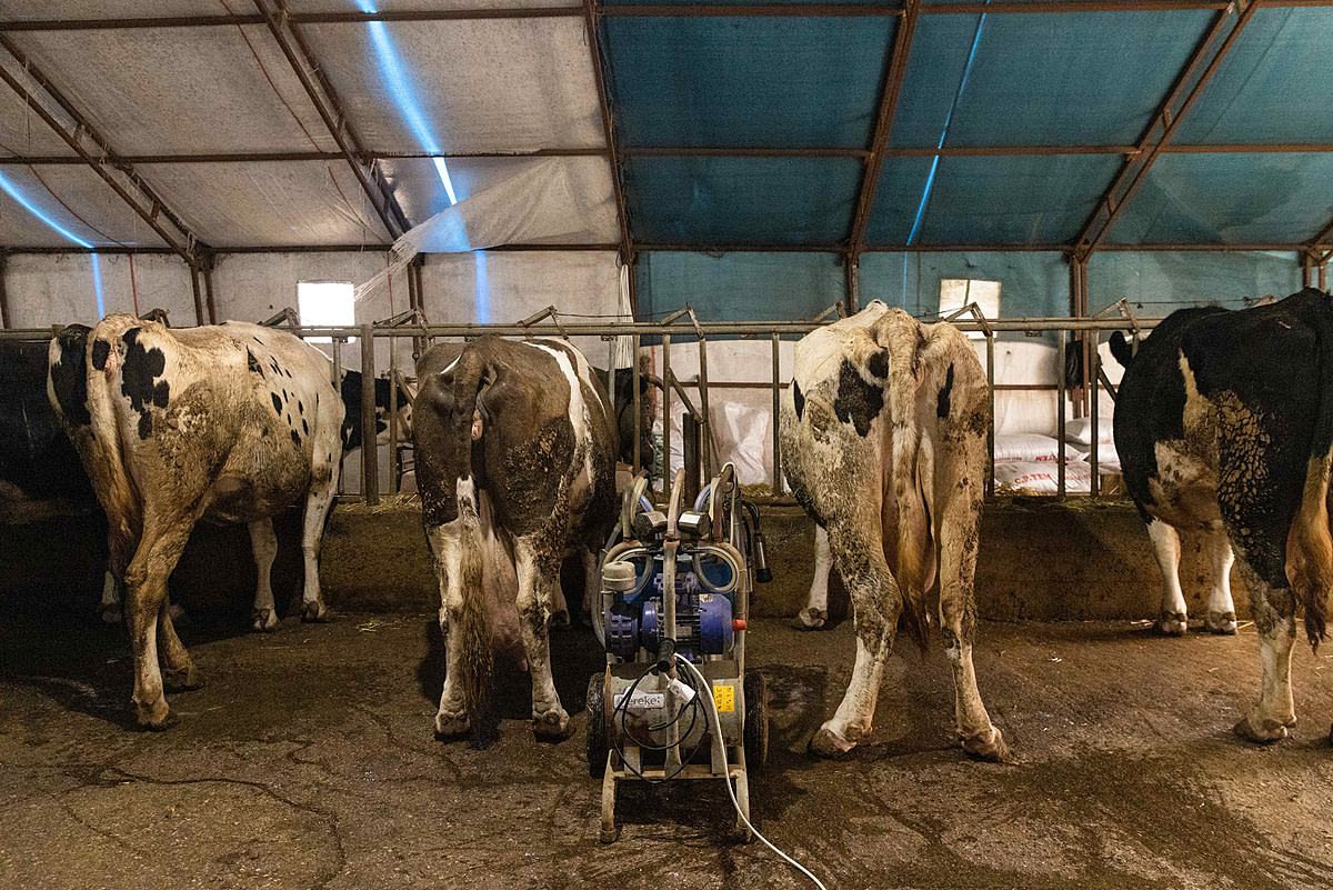 A portable milking machine sits between cows standing at stanchions on a concrete-floored "natural" dairy and veal farm. Unpackaged milk produced from the farm's cows is sold in a nearby city centre, where it is reputedly preferred by customers believing unpackaged milk to be organic. Turkiye, 2023. Deniz Tapkan Cengiz / We Animals Media