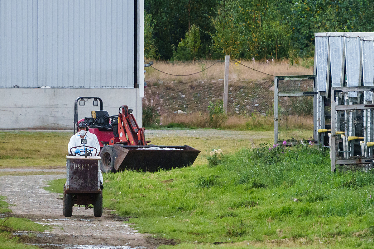 During a highly pathogenic avian influenza outbreak, dead fox cubs killed during a mass culling operation on a fur farm fill a loader bucket. A farm worker drives a small vehicle away to continue the process. Halsua, Finland, 2023. Oikeutta elaimille / We Animals Media