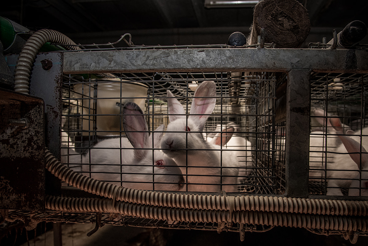 Two white rabbits in a cage at a factory farm in Italy. Rabbit meat is very common in many traditional Italian dishes.
