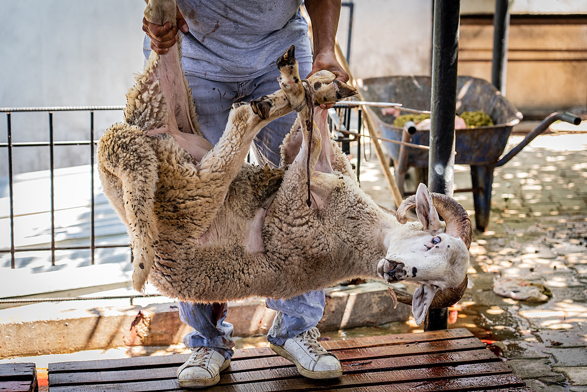 A frightened ram about to be killed is carried to the slaughter area of an animal breeder in Turkiye. This individual will be killed here while fully conscious as a ritual animal sacrifice, or "Qurban," so their owner may observe the Islamic Eid al-Adha holiday traditions. During this four-day holiday, millions of animals are slaughtered in Turkiye alone.