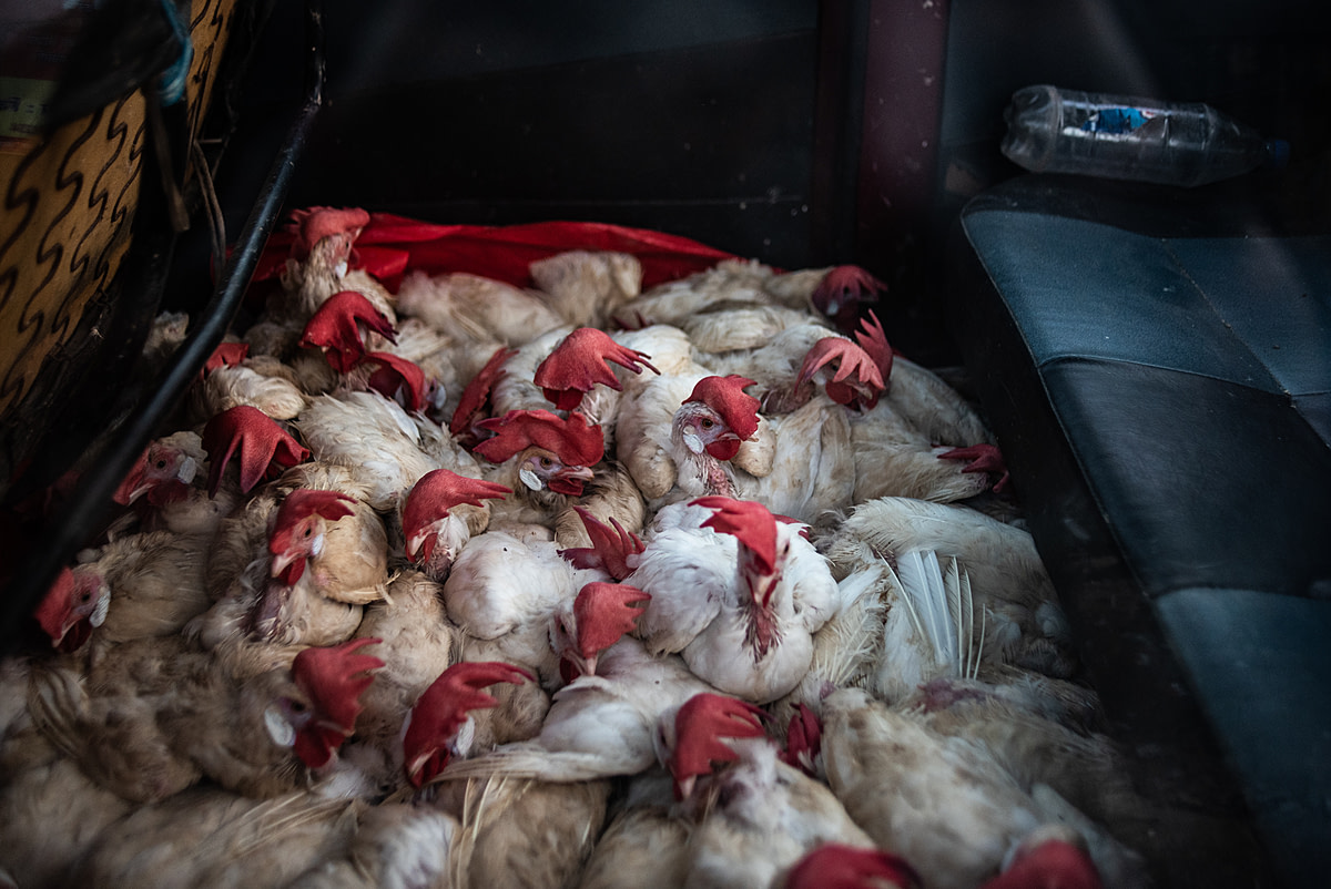 Live chickens are being transported on the floor of a van, after their legs have been tied together into a bunch. These birds will be distributed amongst local meat sellers and butchers. India, 2021. S. Chakrabarti / We Animals Media