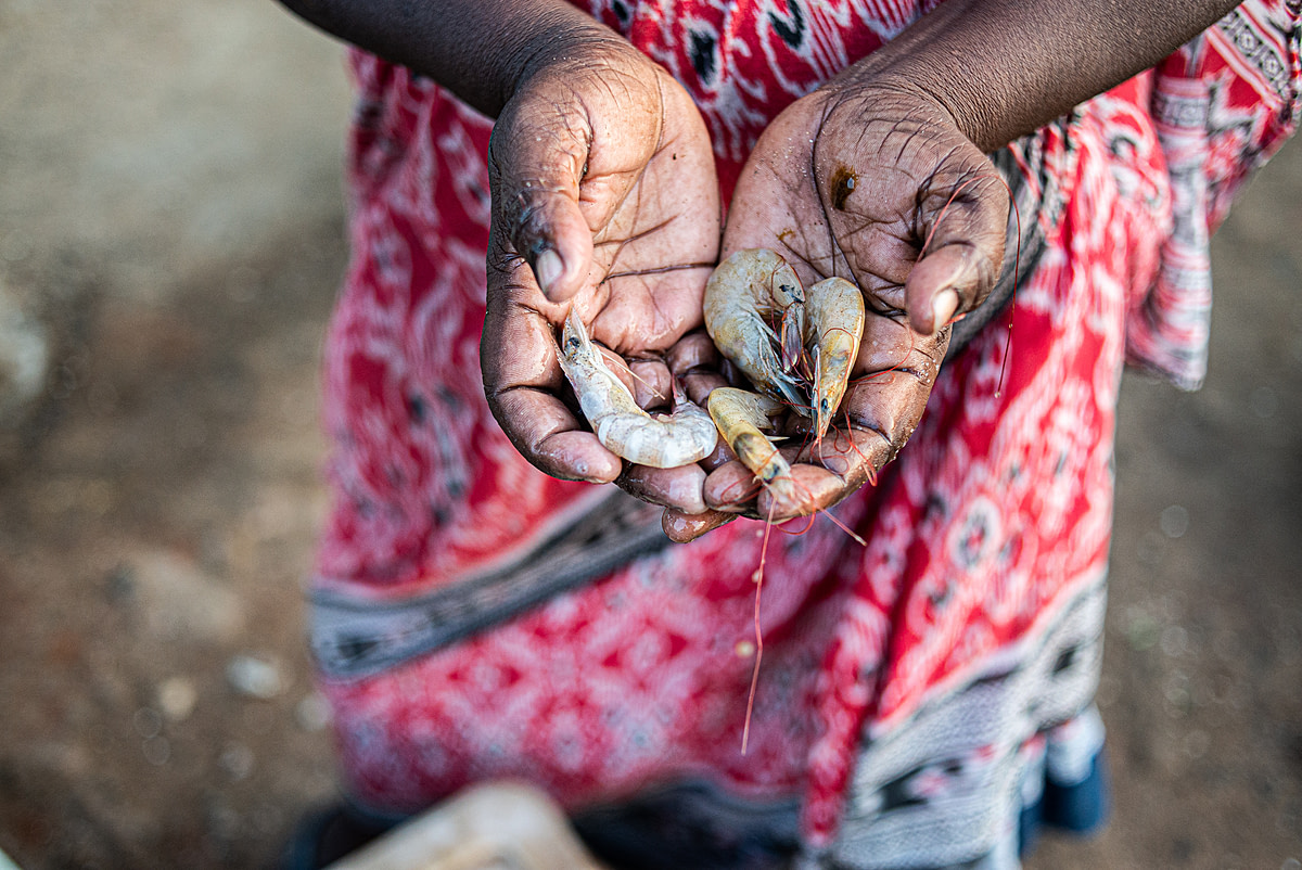 A local female fishmonger holds unpeeled prawns in her hands. Kothapalli, Andhra Pradesh, India, 2022. S. Chakrabarti / We Animals Media