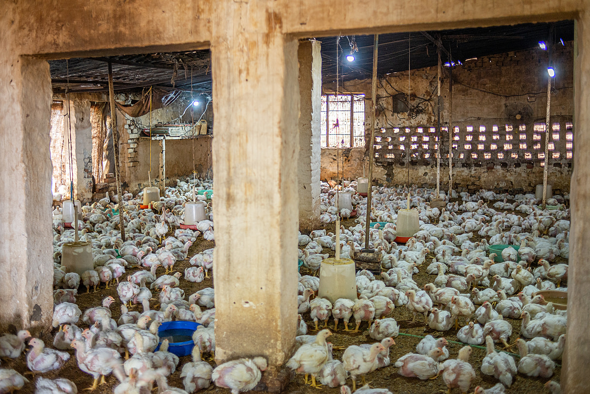 Inside a rearing shed on an Indian broiler chicken farm, three to four-week-old chickens crowd around water bowls and feeders. These sheds have tin roofs and open sides covered with wires and porous gunny sacks, often without fans or any other cooling devices. India, 2023. S. Chakrabarti / We Animals Media