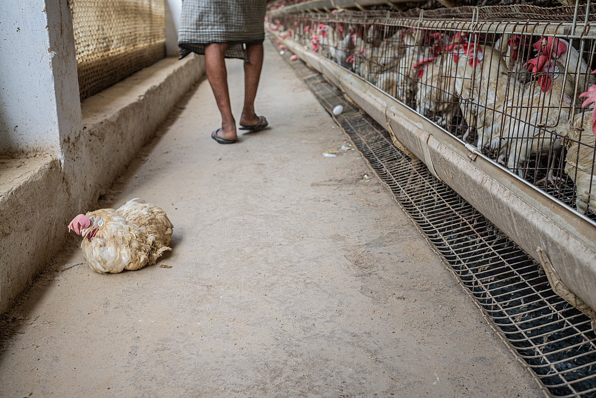 A dead hen that has been removed from a battery cage lies on the floor of an intensive egg-production farm. Hen deaths from heat exhaustion are a regular occurrence during the summer months when temperatures typically soar beyond 40-42°C. Jhanjhrola, Haryana, India, 2023. S. Chakrabarti / We Animals Media