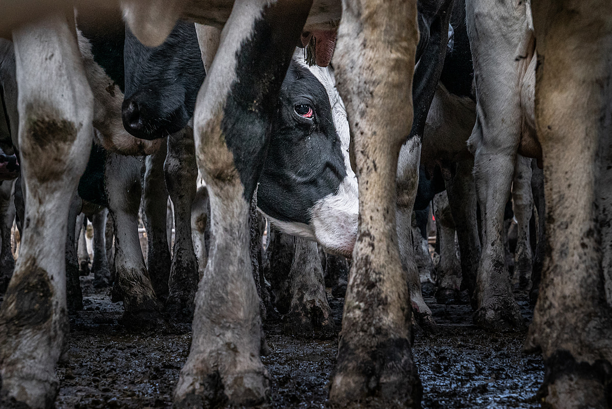Across the confines of this crowded pen, a dairy cow locks eyes with the camera. Australia, 2017. Lissy Jayne / HIDDEN / We Animals Media
