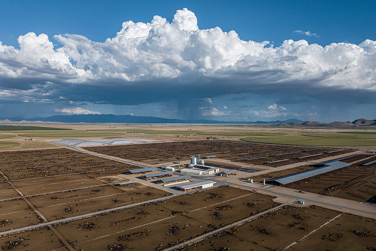 Thousands of cattle live in large, bare dirt corrals on a massive dairy farm stretching across a desert landscape. In 2023, roughly 195,000 dairy cows are used for milking on the state's approximately 100 hundred dairy farms. Coronado Dairy, Willcox, Arizona, USA, 2023. Ram Daya / We Animals Media