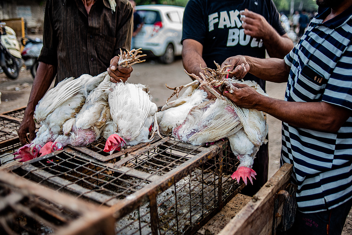 Vendors tie the legs of hens after counting them into a bunch. This makes it easier to transport the live birds and to stop the chickens from escaping. India, 2021. S. Chakrabarti / We Animals Media