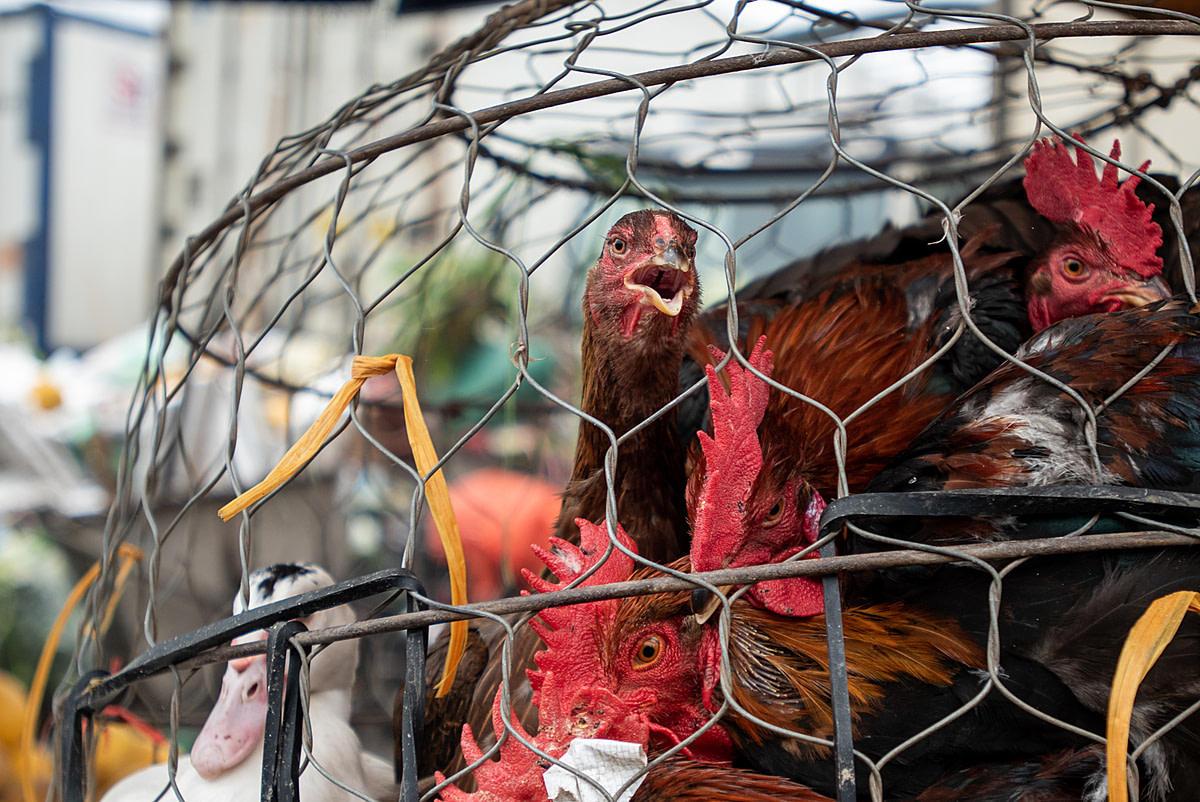 Chickens and a duck are packed tightly inside a wire cage at a live animal market where they will soon be slaughtered for meat. This photo was documented at the start of the COVID-19 pandemic. Vietnam, 2020. Amy Jones / Moving Animals / We Animals Media.