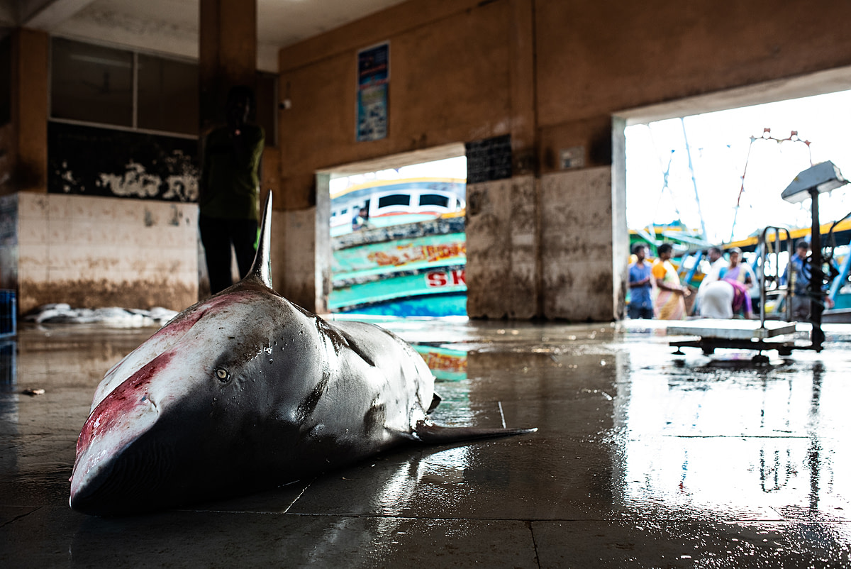 A dead shark lies on the concrete floor of a fish market in Karaikal, India. Fishermen there wait for the highest bid before slaughtering large marine animals such as this shark.