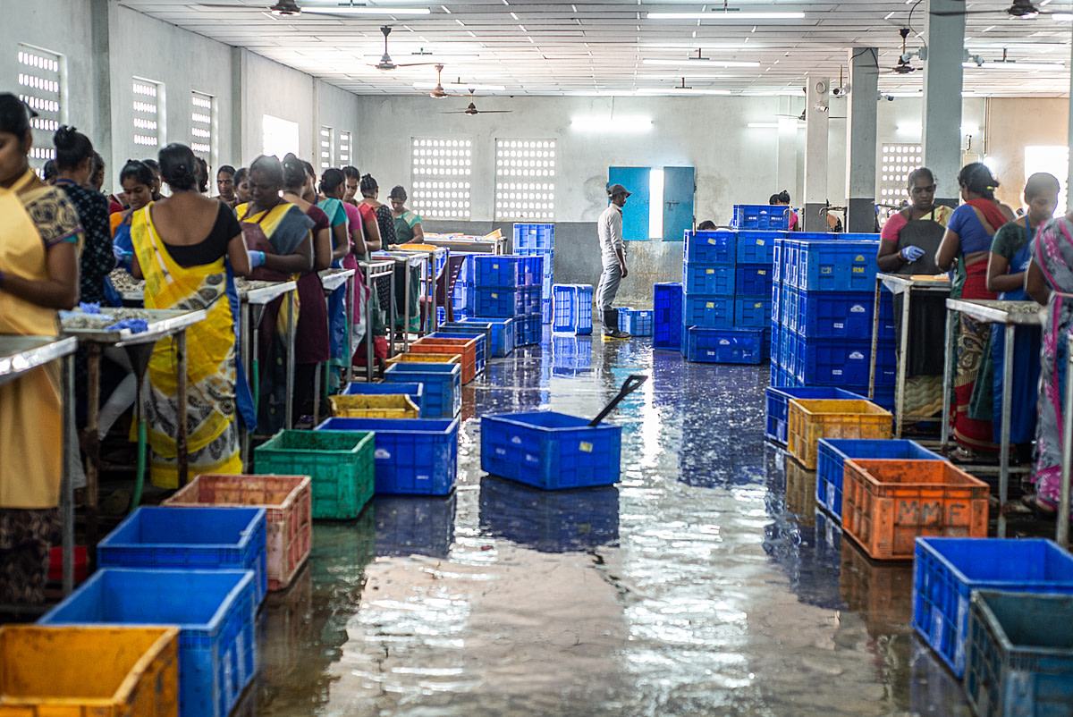 Rows of female workers stand at workstations, manually cleaning, peeling and deveining shrimps and prawns at a processing plant. The women work six-hour shifts earning $3.63 USD per shift. Matlapalem, Andhra Pradesh, India, 2022. S. Chakrabarti / We Animals Media