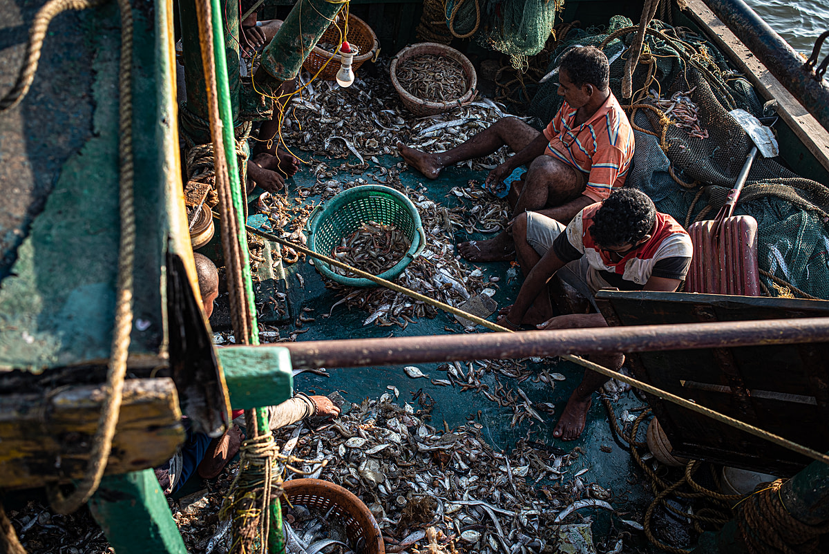 Fishermen separate different kinds of small fish and crustaceans on a trawler. Once the main load of fish is removed from the boat, the fishermen go through the bycatch and recover catch that they can use. This will be mostly for their personal consumption or to be sold in their neighbourhoods. Kakinada Harbour, Kakinada, Andhra Pradesh, India, 2022. S. Chakrabarti / We Animals Media