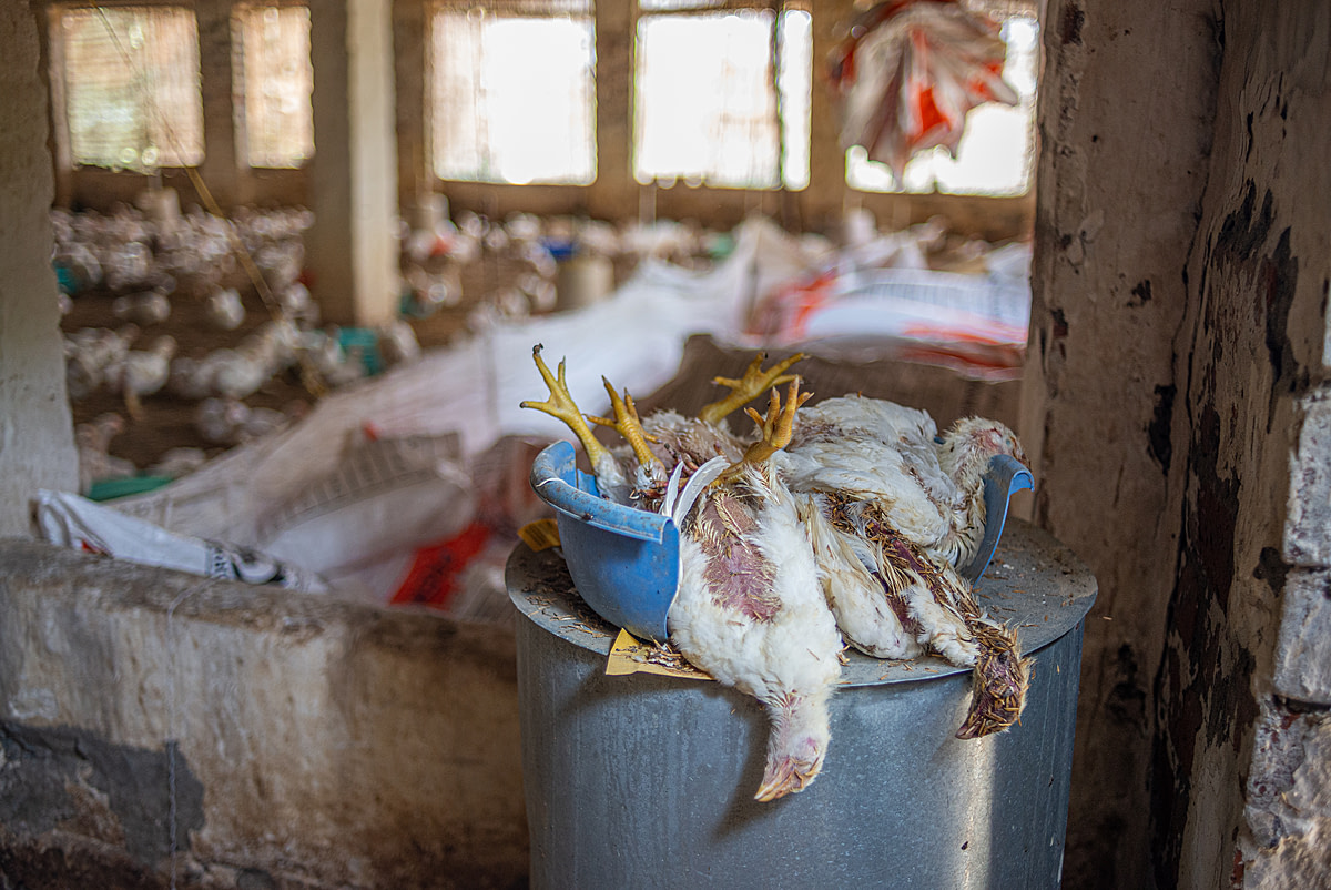 Dead chickens lie piled up in a plastic container inside a broiler chicken farm, waiting for disposal. During the summer, temperatures here easily surpass 40°C, and four to five chicks are regularly found dead due to heat exhaustion. India, 2023. S. Chakrabarti / We Animals Media