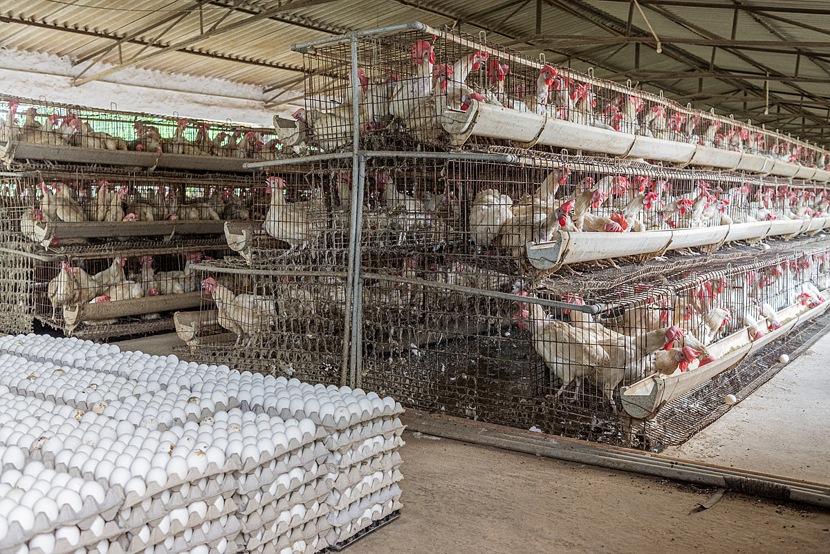 On an open-walled shed on an intensive egg-production farm, stacks of hundreds of crated eggs rest on the ground, ready for transportation. The eggs sit beside tiered rows of battery cages, each densely packed with multiple hens. Jhanjhrola, Haryana, India, 2023. S. Chakrabarti / We Animals Media