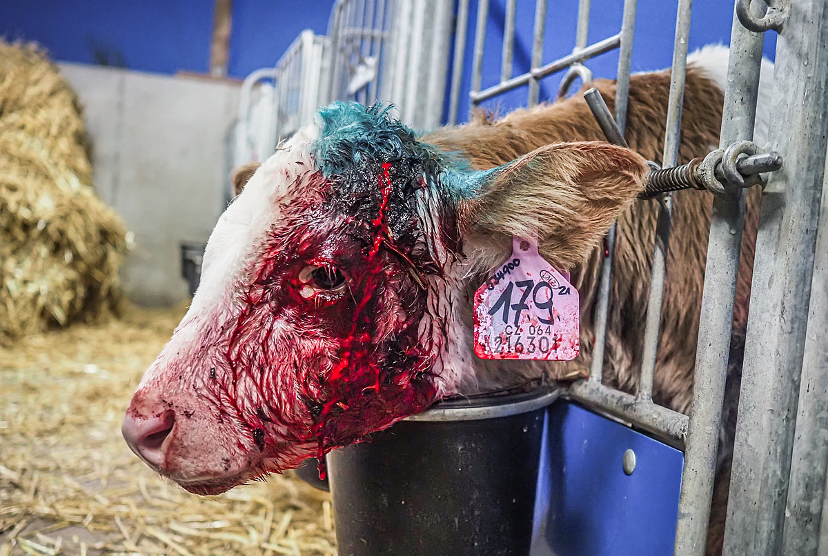 A calf with blood running down their face stands inside an individual enclosure on a farm in Czechia. This young animal has recently undergone a painful dehorning procedure. Czechia, 2021. Lukas Vincour / Zvířata Nejíme / We Animals Media